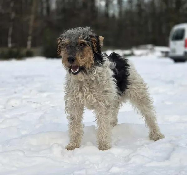 Pies do adopcji, Zgierz, 4 stycznia 2026 (2/5)