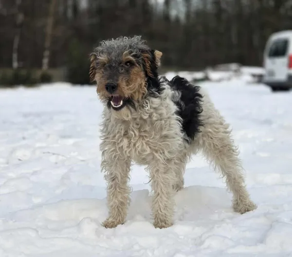 Pies do adopcji, Zgierz, 4 stycznia 2026 (3/5)