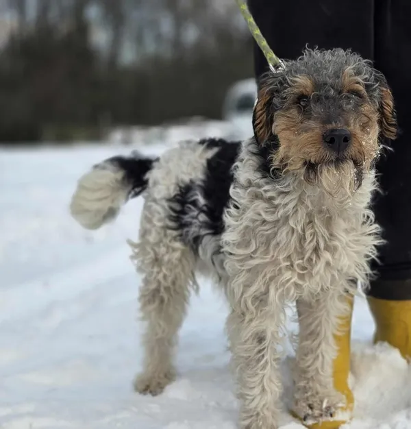 Pies do adopcji, Zgierz, 4 stycznia 2026 (5/5)