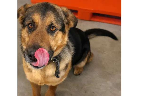 Znaleziono psa, Wrocław, 26 grudnia 2025