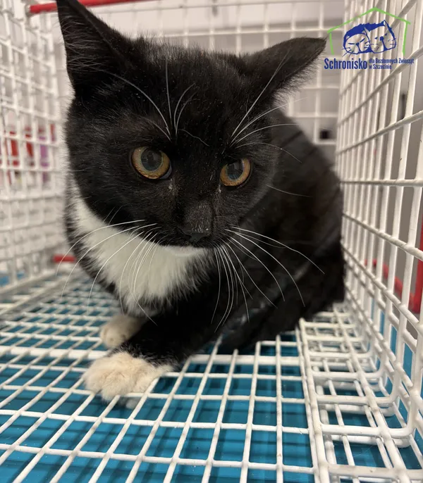 Znaleziono kota, Szczecin, 4 stycznia 2026