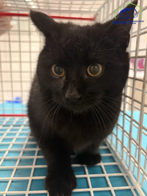 Znaleziono kota, Szczecin, 4 stycznia 2026