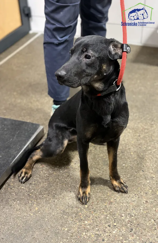 Znaleziono psa, Szczecin, 4 stycznia 2026 (1/2)
