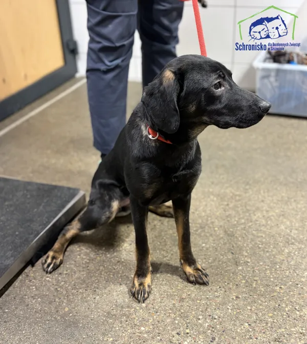Znaleziono psa, Szczecin, 4 stycznia 2026 (2/2)