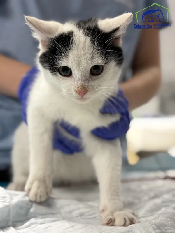 Znaleziono kota, Szczecin, 4 stycznia 2026