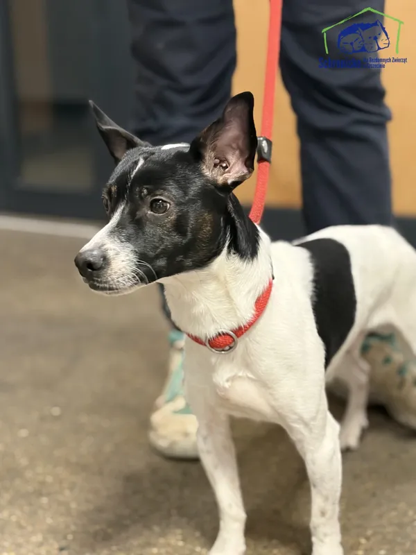 Znaleziono psa, Szczecin, 3 stycznia 2026 (1/2)