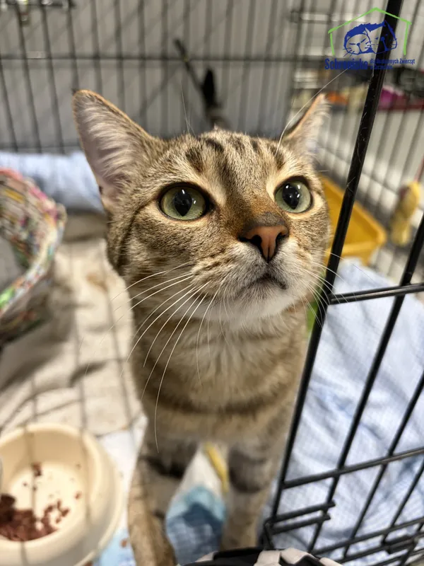 Kot do adopcji, Szczecin, 3 stycznia 2026 (1/2)