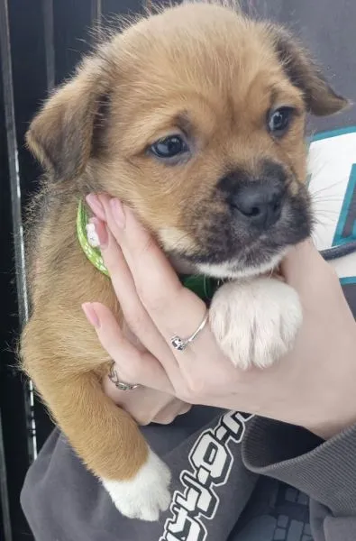 Znaleziono psa, Radom, 3 stycznia 2026