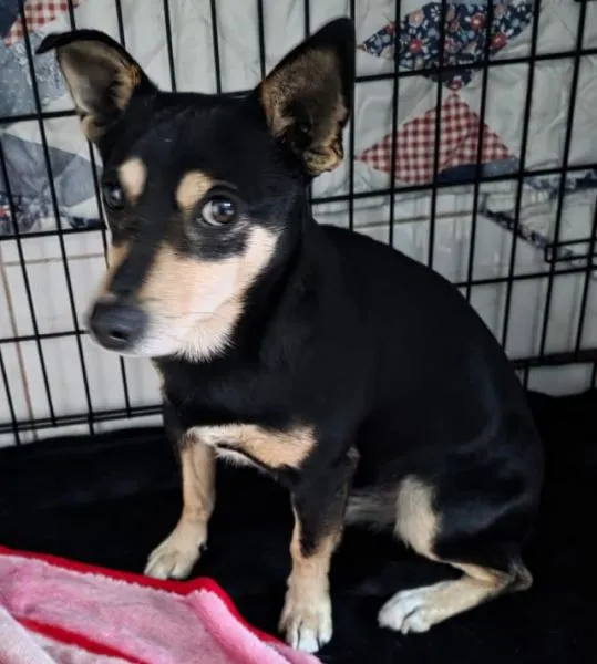 Znaleziono psa, Radom, 4 stycznia 2026