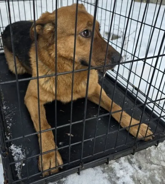 Znaleziono psa, Radom, 1 stycznia 2026