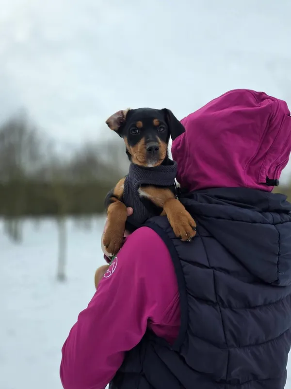 Pies do adopcji, Radom, 4 stycznia 2026 (2/5)