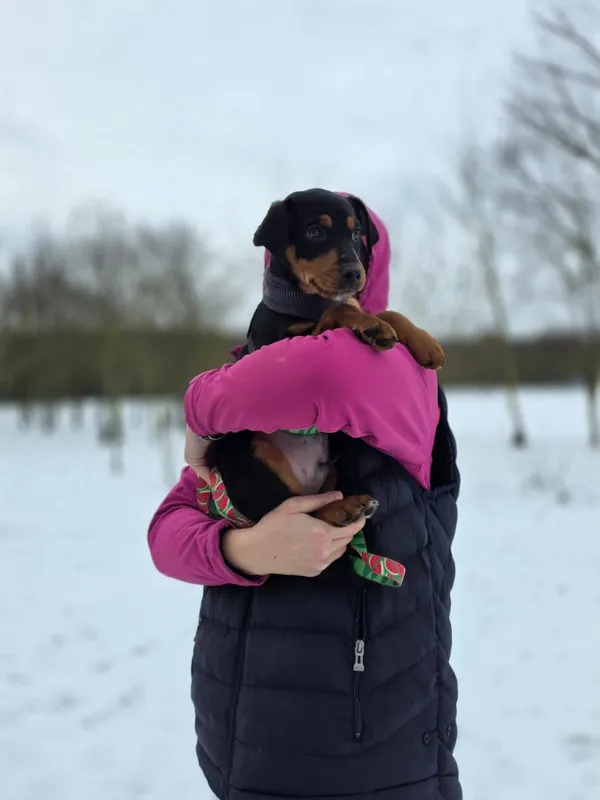 Pies do adopcji, Radom, 4 stycznia 2026 (3/5)