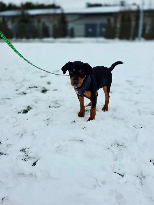 Pies do adopcji, Radom, 4 stycznia 2026 (4/5)