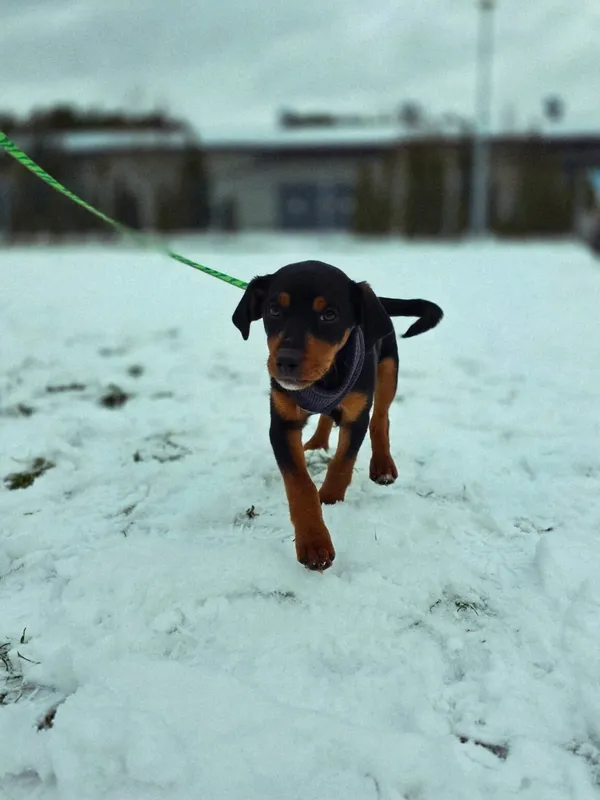 Pies do adopcji, Radom, 4 stycznia 2026 (5/5)