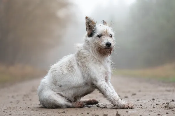 Pies do adopcji, Nowodwór, 5 stycznia 2026 (2/5)