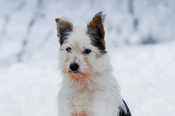 Pies do adopcji, Nowodwór, 5 stycznia 2026 (4/5)