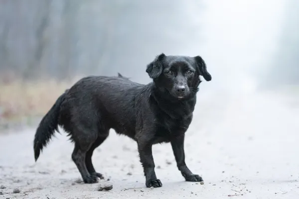 Pies do adopcji, Nowodwór, 5 stycznia 2026 (2/5)