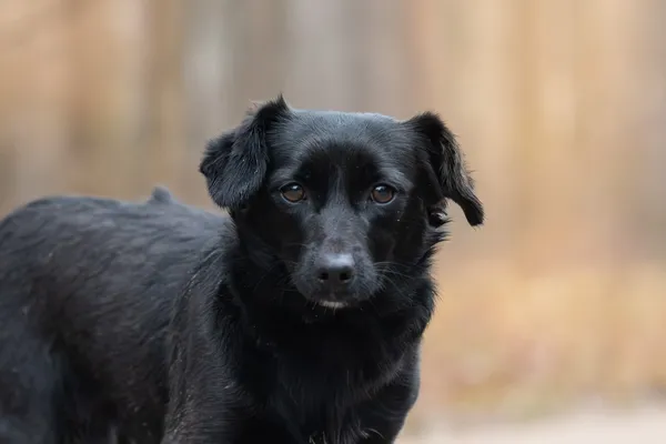 Pies do adopcji, Nowodwór, 5 stycznia 2026 (4/5)