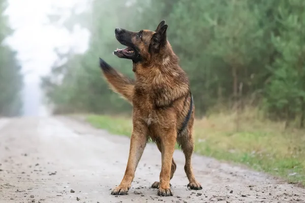 Pies do adopcji, Nowodwór, 5 stycznia 2026 (1/5)