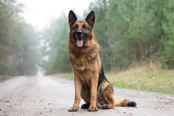 Pies do adopcji, Nowodwór, 5 stycznia 2026 (3/5)