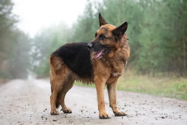 Pies do adopcji, Nowodwór, 5 stycznia 2026 (4/5)