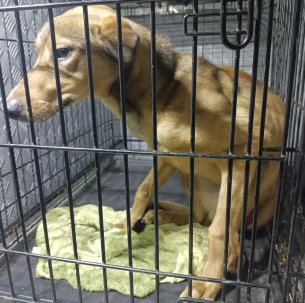 Znaleziono psa, Radom, 3 stycznia 2026