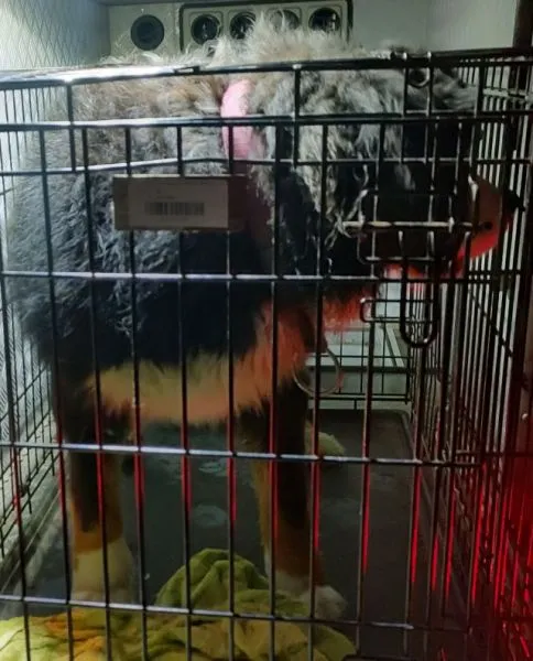 Znaleziono psa, Radom, 3 stycznia 2026