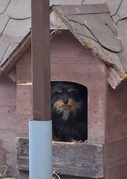 Pies do adopcji, Milanówek, 23 grudnia 2025 (3/3)