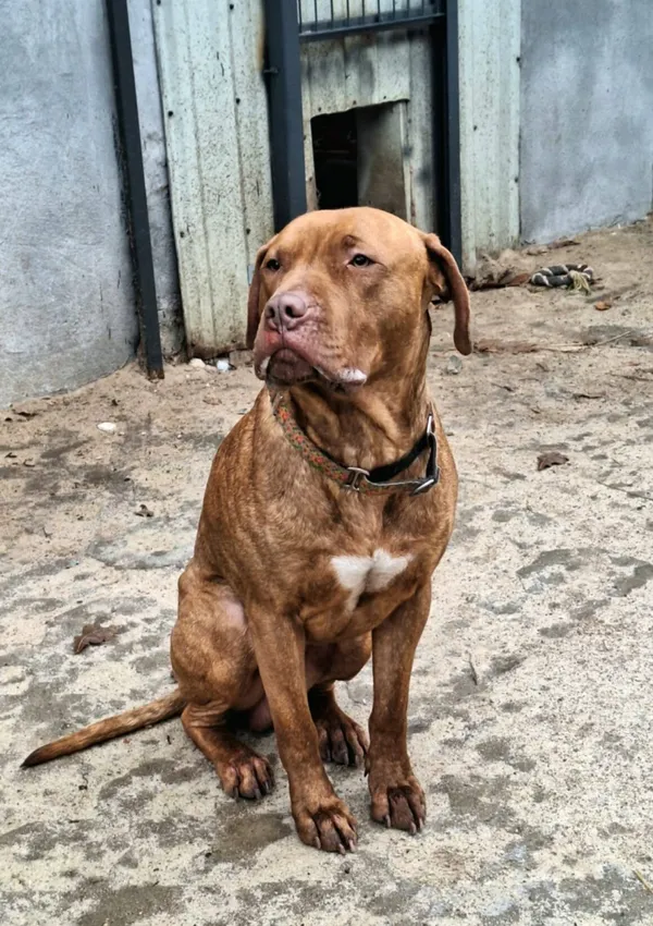 Pies do adopcji, Milanówek, 5 stycznia 2026 (2/5)