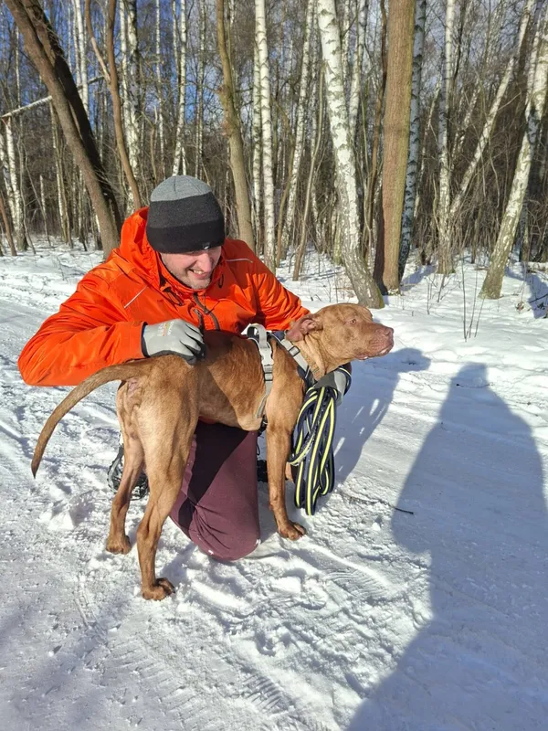 Pies do adopcji, Milanówek, 5 stycznia 2026 (4/5)