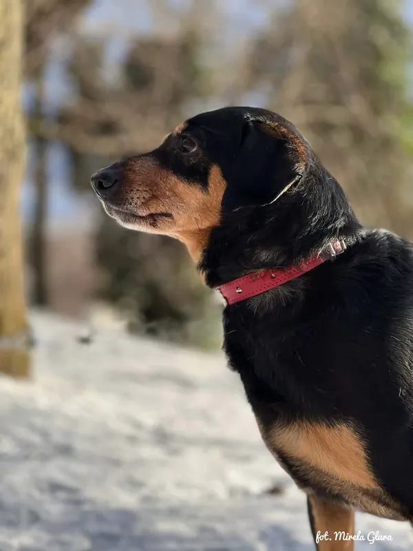 Pies do adopcji, Bydgoszcz, 5 stycznia 2026 (4/5)