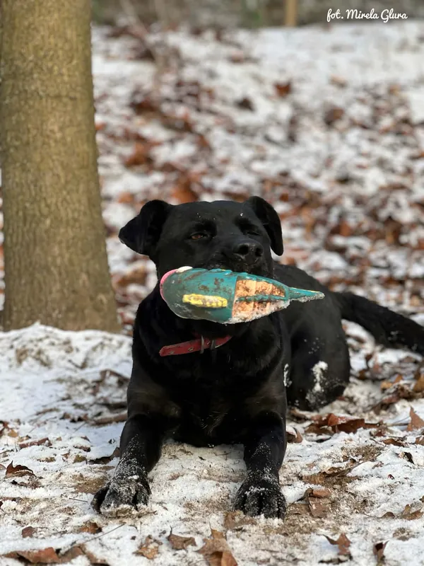 Pies do adopcji, Bydgoszcz, 5 stycznia 2026 (1/5)