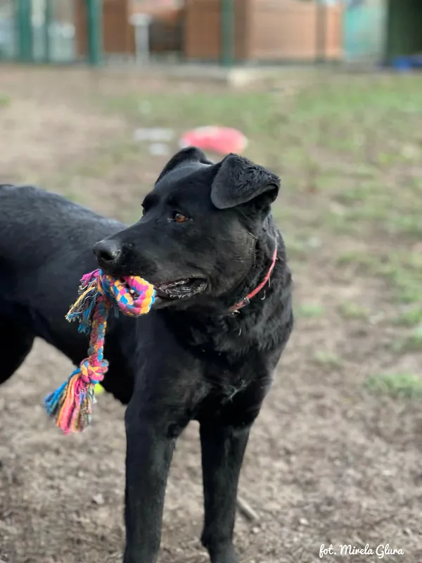 Pies do adopcji, Bydgoszcz, 5 stycznia 2026 (4/5)