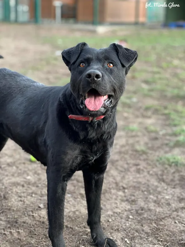 Pies do adopcji, Bydgoszcz, 5 stycznia 2026 (5/5)