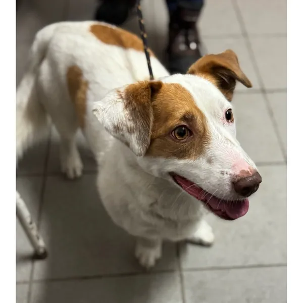 Znaleziono psa, Białystok, 4 stycznia 2026