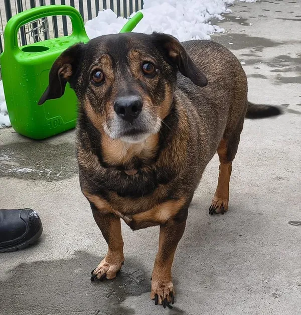 Znaleziono psa, Racibórz, 2 stycznia 2026