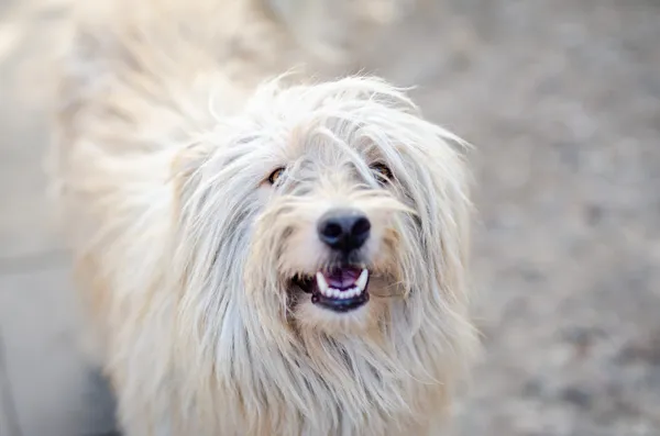 Oddam psa, Warszawa, Salomea, 6 stycznia 2026 (2/2)