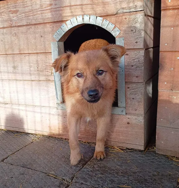 Oddam psa, Olsztyn, Wojska Polskiego, 6 stycznia 2026 (1/4)