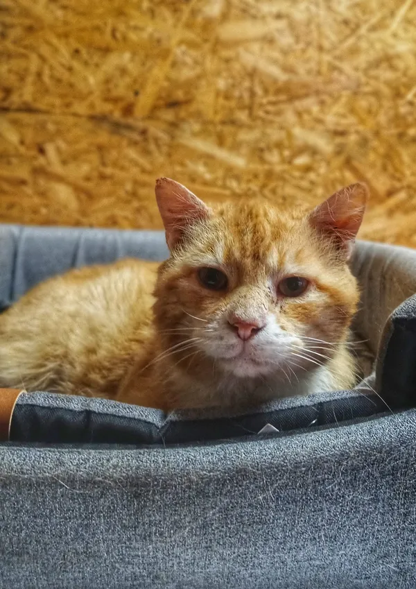 Oddam kota, Olsztyn, Grunwaldzkie, 6 stycznia 2026 (1/3)