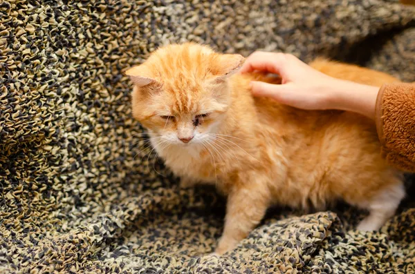 Oddam kota, Olsztyn, Grunwaldzkie, 6 stycznia 2026 (3/3)