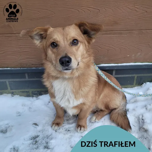 Znaleziono psa, Gdynia, 3 stycznia 2026