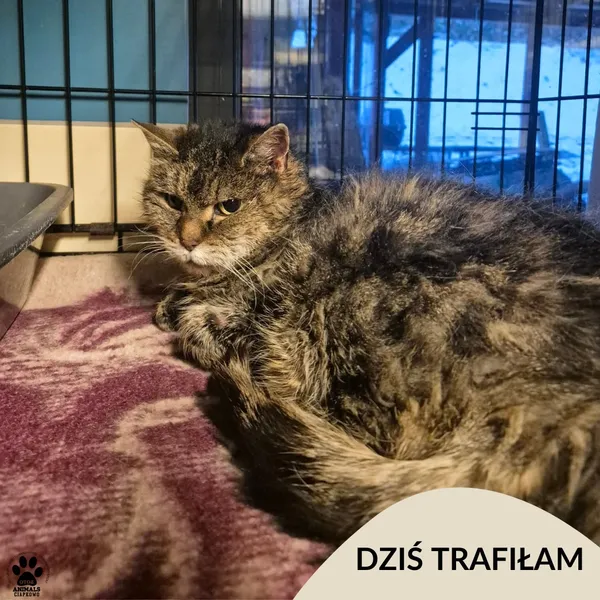 Znaleziono kota, Gdynia, 2 stycznia 2026