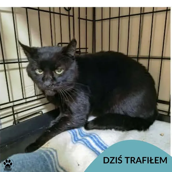 Znaleziono kota, Gdynia, 31 grudnia 2025