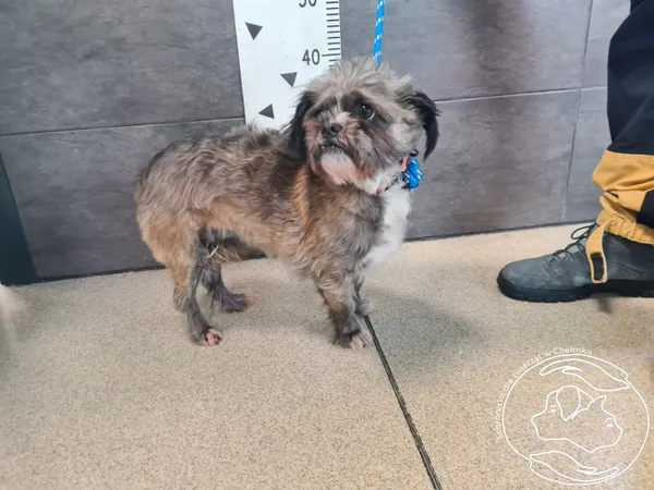 Znaleziono psa, Chełmek, 5 stycznia 2026