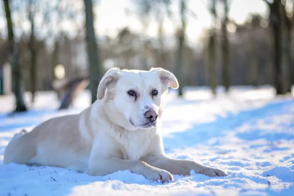 Pies do adopcji, Radom, 6 stycznia 2026 (2/5)