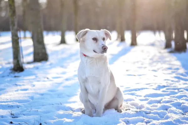 Pies do adopcji, Radom, 6 stycznia 2026 (5/5)