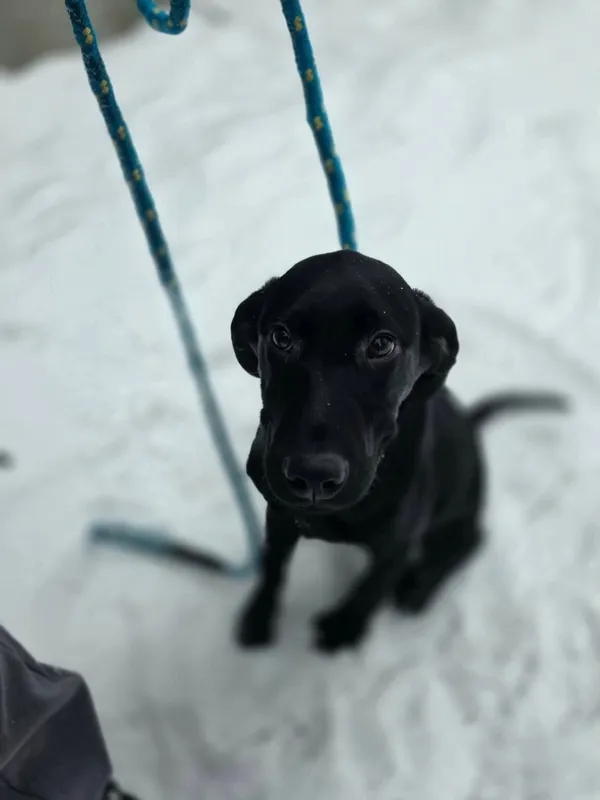 Pies do adopcji, Radom, 12 stycznia 2026 (2/5)