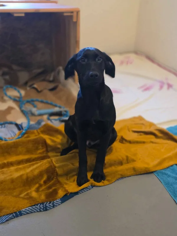 Pies do adopcji, Radom, 12 stycznia 2026 (3/5)