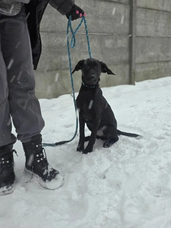 Pies do adopcji, Radom, 12 stycznia 2026 (4/5)