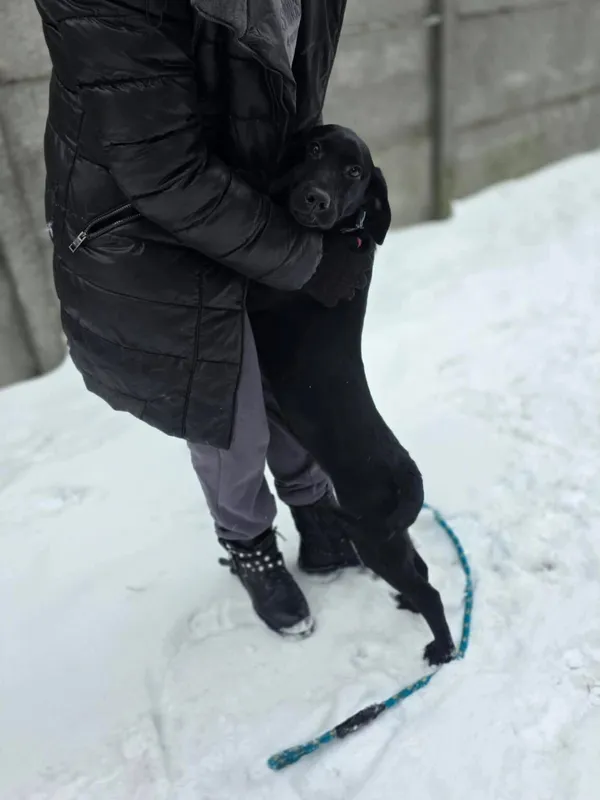 Pies do adopcji, Radom, 12 stycznia 2026 (5/5)